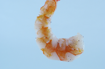 Photo of Poached Shrimp