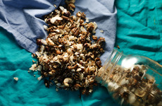 Photo of Coco-Nutty Granola