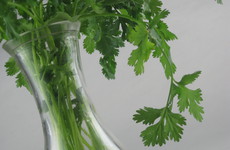 Photo of Cilantro Dressing- Simple