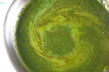 Photo of Brilliant Green Enchilada Sauce