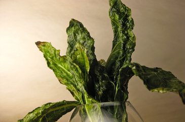 Photo of Grilled Kale Chips