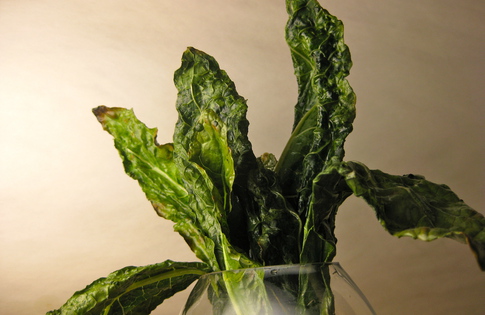Photo of Grilled Kale Chips